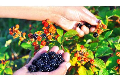 Blackberry Picking