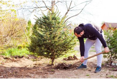 Featured Image - Trees