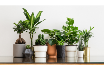 Houseplants: How to Keep Yours Happy and Healthy!